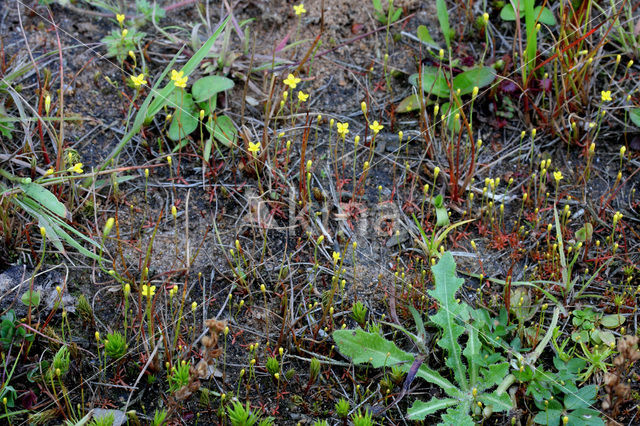 Draadgentiaan (Cicendia filiformis)