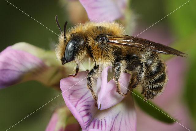 Osmia tridentata