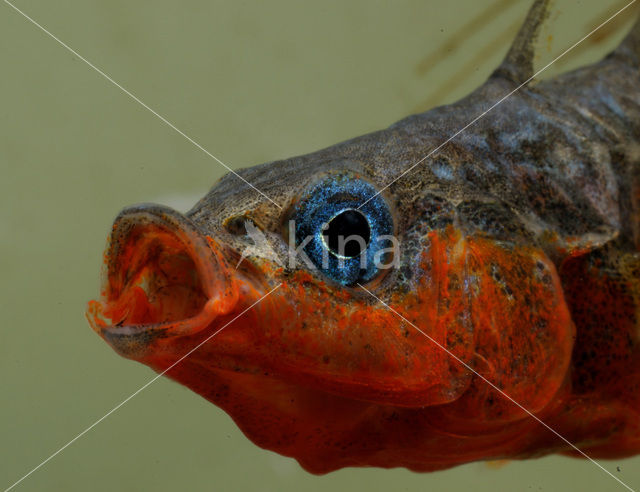 Driedoornige stekelbaars (Gasterosteus aculeatus)