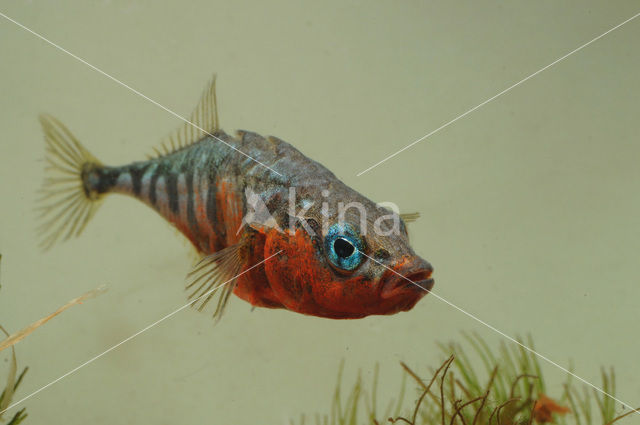 Threespine Stickleback (Gasterosteus aculeatus)