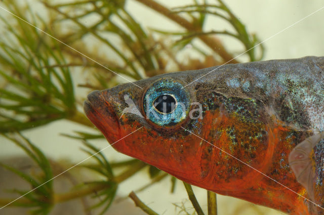 Threespine Stickleback (Gasterosteus aculeatus)