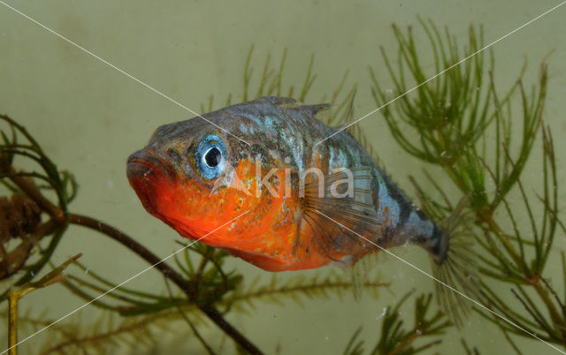 Threespine Stickleback (Gasterosteus aculeatus)