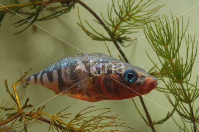 Threespine Stickleback (Gasterosteus aculeatus)