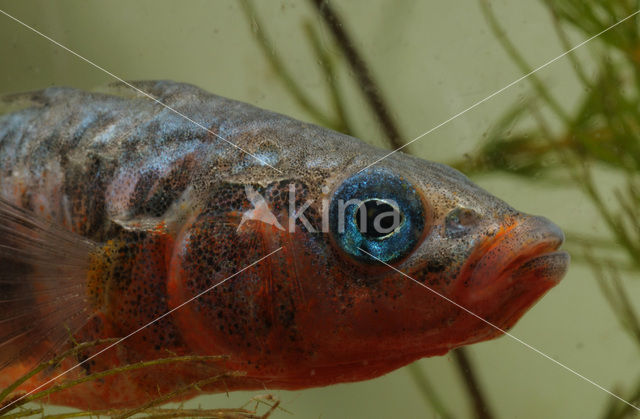 Threespine Stickleback (Gasterosteus aculeatus)