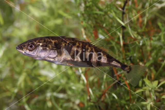 Driedoornige stekelbaars (Gasterosteus aculeatus)