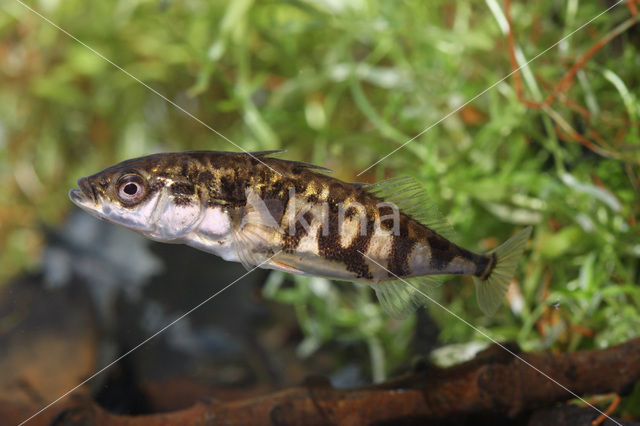 Driedoornige stekelbaars (Gasterosteus aculeatus)