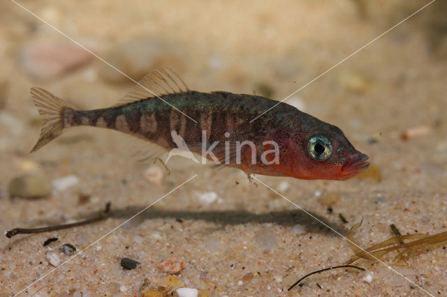 Driedoornige stekelbaars (Gasterosteus aculeatus)