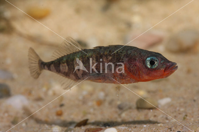 Threespine Stickleback (Gasterosteus aculeatus)