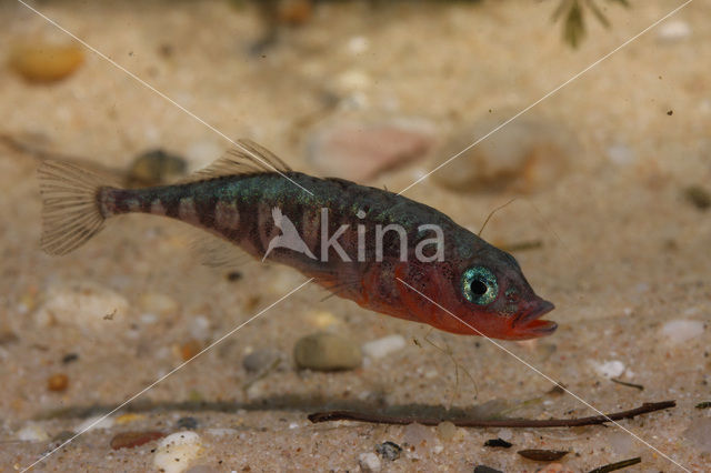 Threespine Stickleback (Gasterosteus aculeatus)