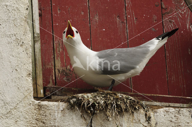 Black-legged Kittiwake (Rissa tridactyla)