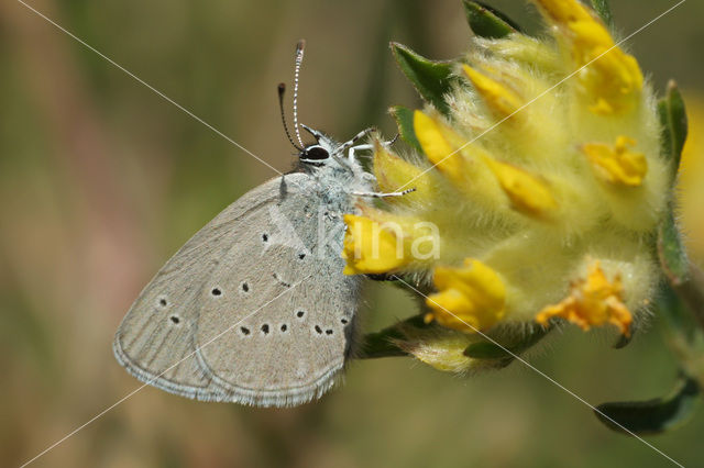 Small Blue (Cupido minimus)