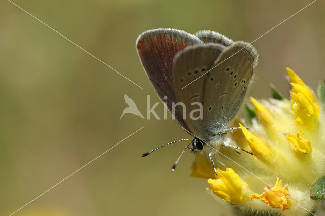 Small Blue (Cupido minimus)