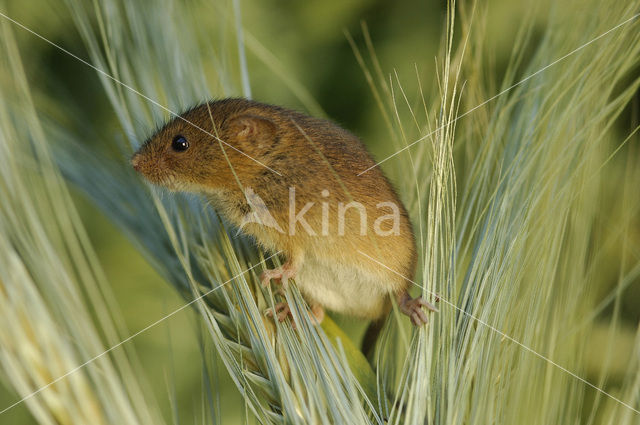 Dwergmuis (Micromys minutus)