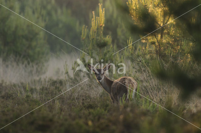 Red Deer (Cervus elaphus)