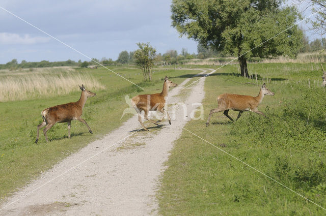 Red Deer (Cervus elaphus)