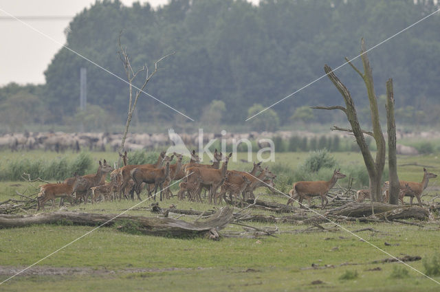 Red Deer (Cervus elaphus)