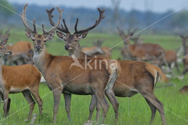 Red Deer (Cervus elaphus)