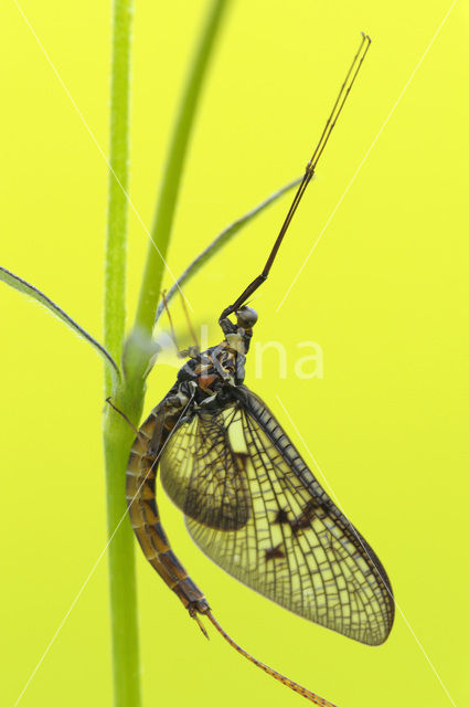 Green Drake (Ephemera danica)