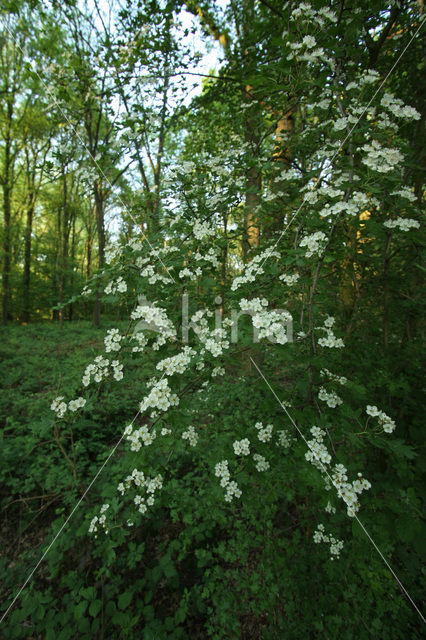 oneseed hawthorn (Crataegus monogyna)