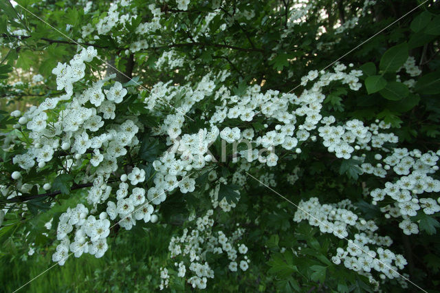 oneseed hawthorn (Crataegus monogyna)