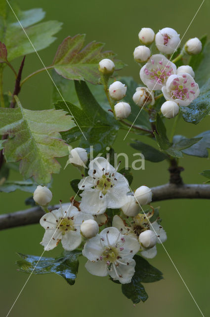 oneseed hawthorn (Crataegus monogyna)