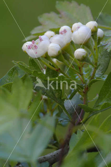 oneseed hawthorn (Crataegus monogyna)