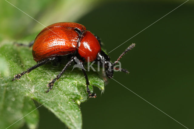 Eikenbladrolkever (Attelabus nitens)