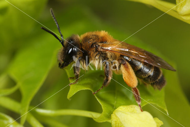 Andrena ferox