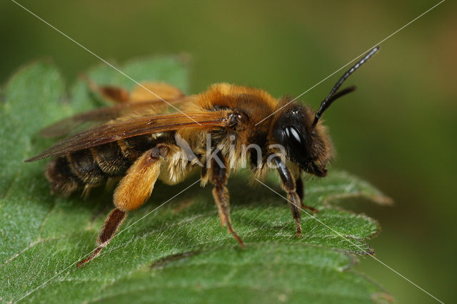 Eikenzandbij (Andrena ferox)