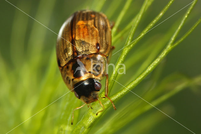 Enochrus quadripunctatus