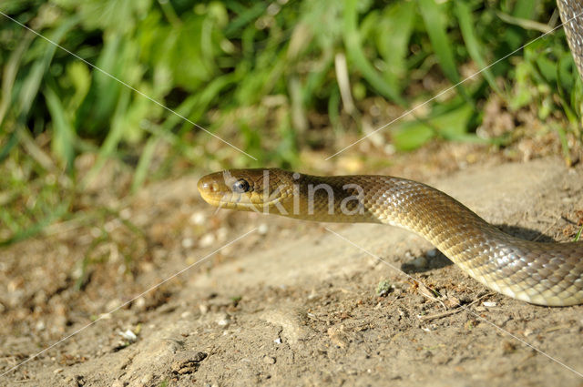 Esculaapslang (Zamenis longissimus)