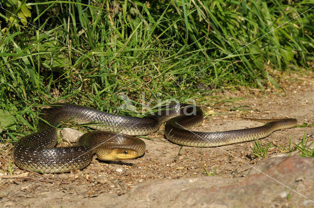 Aesculapian snake (Zamenis longissimus)