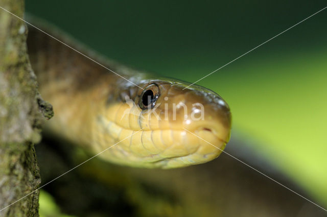 Aesculapian snake (Zamenis longissimus)