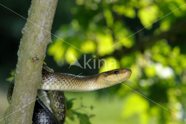 Aesculapian snake (Zamenis longissimus)