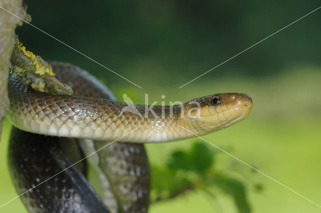 Aesculapian snake (Zamenis longissimus)