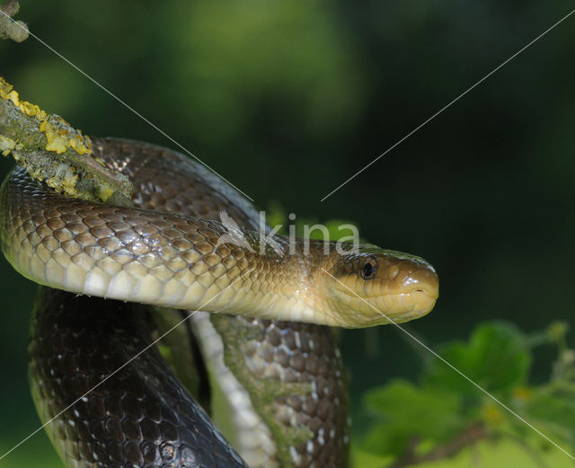 Aesculapian snake (Zamenis longissimus)