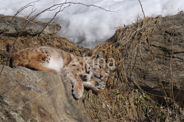 Euraziatische lynx (Lynx lynx)