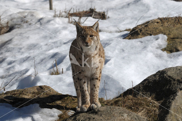 Euraziatische lynx (Lynx lynx)