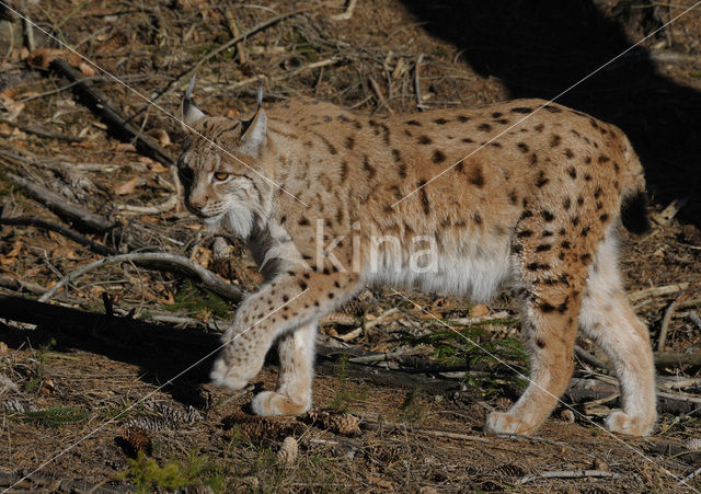 Euraziatische lynx (Lynx lynx)