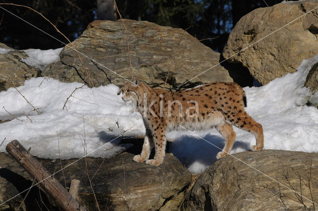 Euraziatische lynx (Lynx lynx)