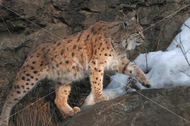 Eurasian Lynx (Lynx lynx)