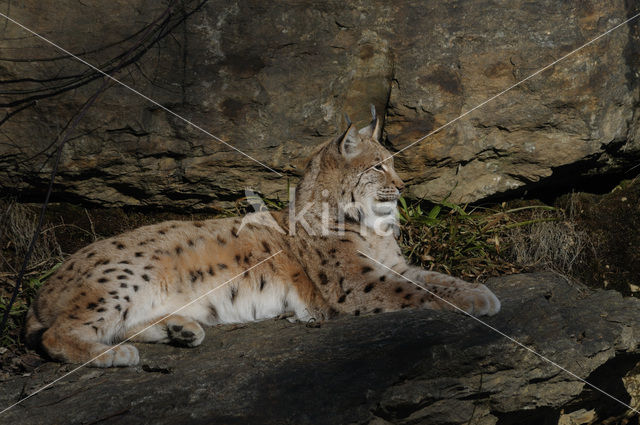 Euraziatische lynx (Lynx lynx)
