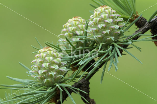 Europese lork (Larix decidua)