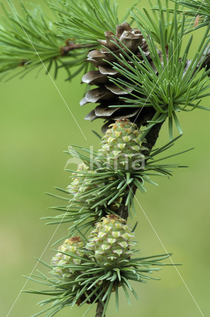 European Larch (Larix decidua)