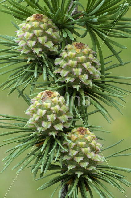 European Larch (Larix decidua)