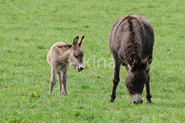 Donkey (Equus asinus)