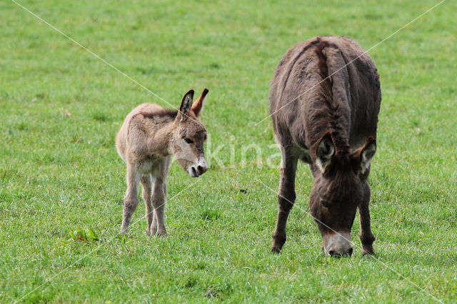 Ezel (Equus asinus)