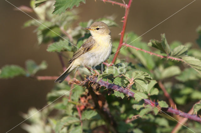 Willow Warbler (Phylloscopus trochilus)