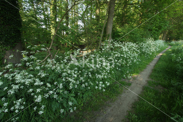 Cow Parsley (Anthriscus sylvestris)