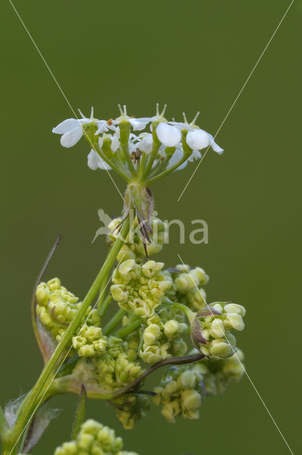 Cow Parsley (Anthriscus sylvestris)